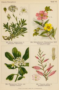 Iberis Sempervirens, Helianthemum Chamaecistus, Pittosporum Tobira, Tamarix Gallica da (after) German School