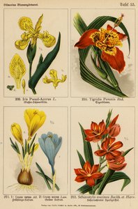 Iris Pseud-Acorus, Tigridia Pavonia, Crocus Vernus, Crocus Aureus, Schizostylis Coccinea da (after) German School