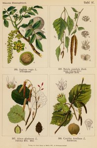Juglans Regia, Betula Pendula, Alnus Glutinosa, Corylus Avellana da (after) German School