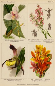 Lycaste Skinneri, Orchis Maculata, Orchis Latifolia, Cypripedilum Calceolus, Canna Indica da (after) German School