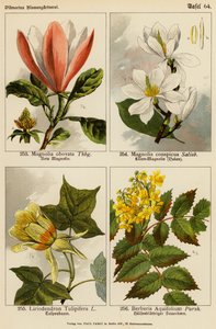 Magnolia Obovata, Magnolia Conspicua, Liriodendron Tulipifera, Berberis Aquifolium da (after) German School