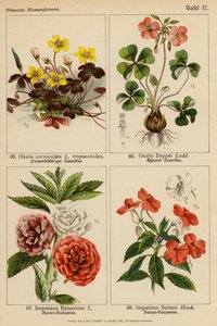 Oxalis Corniculata, Oxalis Deppei, Impatiens Balsamina, Impatiens Sultani da (after) German School