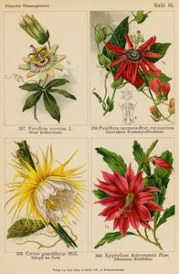 Passiflora Coerulea, Passiflora Racemosa, Cereus Grandiflorus, Epiphyllum Ackermannii da (after) German School