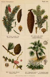 Picea Excelsa, Abies Alba, Larix Larix, Chamaerops Humilis, Jonopsidium Acaule