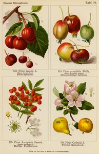 Pirus Baccata, Pirus Prunifolia, Pirus Aucuparia, Pirus Cydonia da (after) German School