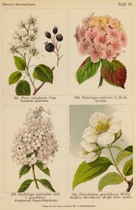 Pirus Canadensis, Hydrangea Opulodes, Hydrangea Paniculata, Philadelphus Grandiflorus (litografia a colori) da (after) German School