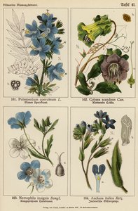 Polemonium Coeruleum, Cobaea Scandens, Nemophila Insignis, Anchusa Italica da (after) German School