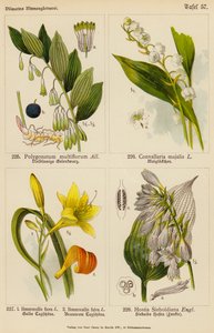 Polygonatum Multiflorum, Convallaria Majalis, Hemerocallis Flava, Hemerocallis Fulva, Hostia Sieboldiana da (after) German School
