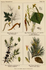 Populus Alba, Populus Nigra, Juniperus Communis, Pinus Silvestris