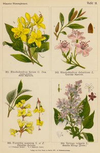Rhododendron Flavum, Rhododendron Dahuricum, Forsythia Suspensa, Syringa Vulgaris da (after) German School