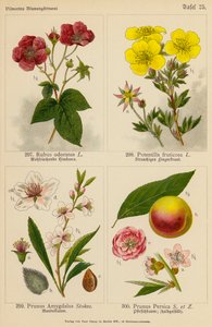 Rubus Odoratus, Potentilla Fruticosa, Prunus Amygdalus, Prunus Persica da (after) German School