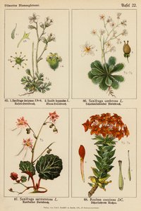 Saxifraga Decipiens, Saxifraga Hypnodes, Saxifraga Umbrosa, Saxifraga Sarmentosa, Rochea Coccinea da (after) German School