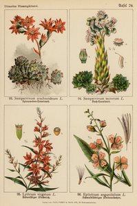 Sempervivum Arachnoideum, Sempervivum Tectorum, Lythrum Virgatum, Epilobium Angustifolium da (after) German School
