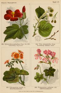 Sphaeralcea Umbellata, Tilia Platyphyllos, Pelargonium Zonale, Pelargonium Peltatum da (after) German School