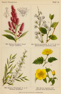 Spiraea Douglasii, Spiraea Prunifolia, Spiraea Thunbergii, Kerria Japonica da (after) German School
