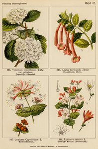 Viburnum Tomentosum, Abelia Floribunda, Lonicera Caprifolium, Lonicera Tatarica da (after) German School