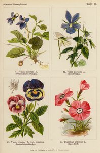 Viola Odorata, Viola Cornuta, Viola Tricolor, Dianthus Alpinus da (after) German School