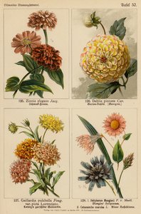 Zinnia Elegans, Dahlia Pinnata, Gaillardia Pulchella, Helipterum Manglesii, Catananche Coerulea da (after) German School
