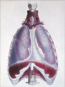 Anatomia dei polmoni, da 