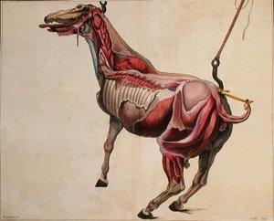 Cavallo scuoiato, da 
