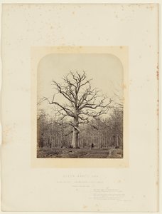 Quercia della Regina Anna