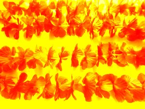 Fiori da Martina Konitzky