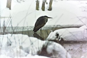 Airone cenerino nella neve