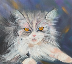 Gatto Maine-Coon da H.Opitz