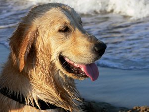 Golden Retriever da Monika Wittrich
