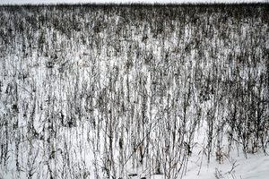 Gennaio da Alexandra Gertrud Maria Marx