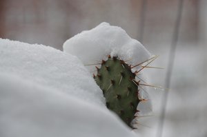 Cactus in inverno II