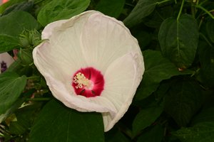 Rose immortalate su uno sfondo morbido, naturale e artistico.