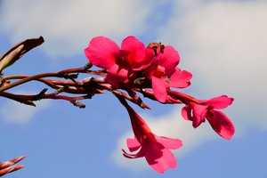 Rose immortalate su uno sfondo morbido, naturale e artistico.