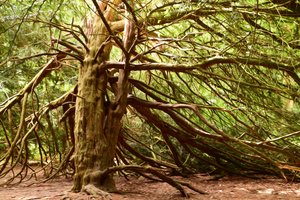 Pittura a olio: Natura e foresta