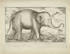 Elefante da A.J. Looxma