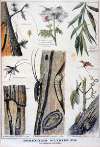 Insetti dannosi che distruggono le foreste, 1897