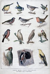 Uccelli utili in agricoltura, 1896