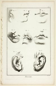 Design: Anatomia del viso dall