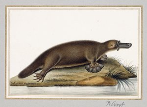 Ornitorinco da A. Prevost