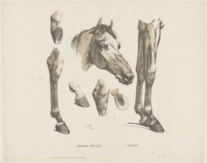 Cheval étalon da A. van Loco