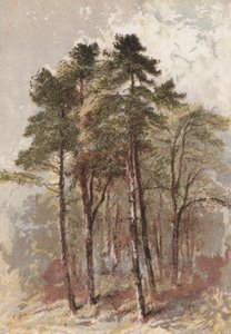 Gruppo di abeti da Aaron Edwin Penley