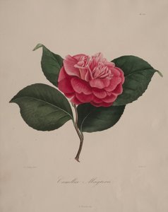 Iconographie du genre camellia: No. 171, 1839-1843