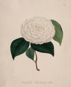 Iconografia del genere camelia: No. 194 da Abbé Laurent Berlèse