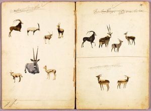 Antilopi, cartella di studio per il libro Nascondere la colorazione nel regno animale da Abbott Handerson Thayer