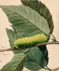 Bruco lunare, studio per il libro Concealing Coloration in the Animal Kingdom