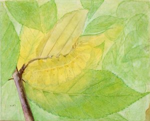 Bruco lunare, studio per il libro Concealing Coloration in the Animal Kingdom