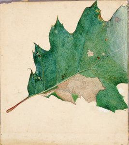 Oligocentra Lignicolor, Walker, studio per il libro Concealing Coloration in the Animal Kingdom