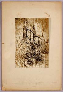 Foto di palude, cartella di studio per il libro "Concealing Coloration in the Animal Kingdom".