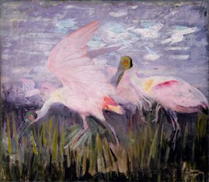 Spatole rosate, studio per il libro "La colorazione nascosta nel regno animale".
