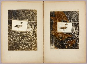 Anatre a stencil, cartella di studio per il libro Nascondere la colorazione nel regno animale